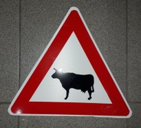Pozor krávy cedulka na plastové desce 
